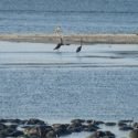 Coastal Conservation in Maryland Coastal Birds in the Water