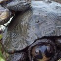 Wildlife Conservation in Maryland Turtles