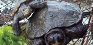 Turtles