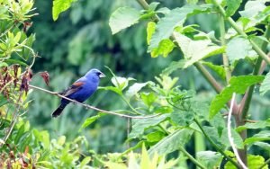 Blue Grosbeak, June 2016