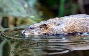 Muskrat, June 2016