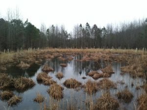 Showell 7