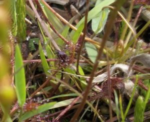 Sundew