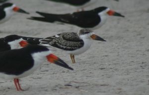 Black Skimmer Juv
