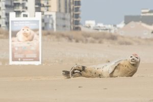 121st Street Seal Stewards