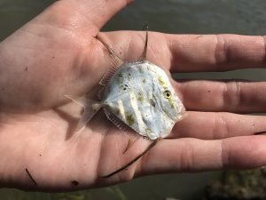 Assateague Living Shoreline Program 3