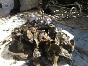 Bobs Oysters