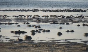 Skimmer Island Renourishment Area