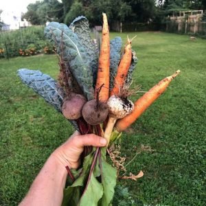 Handful Of Radishes And Carrots Edited