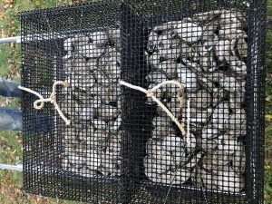 Jankowski Cages, Oysters From 2010
