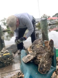 Jim Spicknall's Oysters