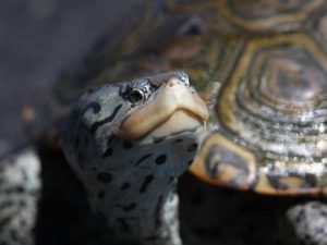 Annual Terrapin Surveys