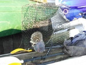 Racoon