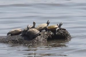 Annual Terrapin Surveys - Sunning Terrapins