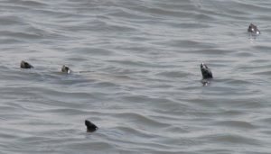 Annual Terrapin Surveys - Terrapin Heads