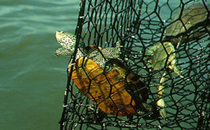 Annual Terrapin Surveys - Terrapin in Crab Trap