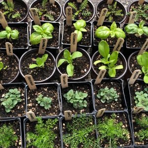 Herb Babies