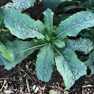 Kale