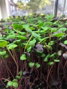 Sprouts