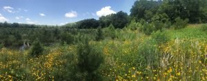 field of green trees and yellow flowers near the coastal bays of Maryland