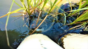 Blue Crab In Bulkhead