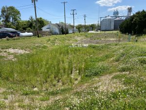 Graham Ave Wetland 5 11 21