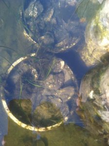 Oysters In The Flutes