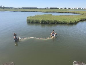 Seining