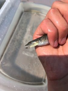 Lizard Fish
