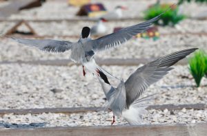 8p4a0292 Tern Pulling Tail