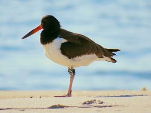 Oyster Catcher