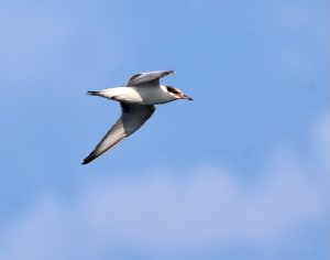 Tern 1