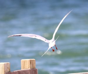 Tern 2