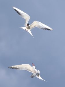 Tern 2