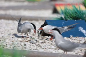Tern 3