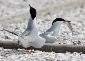 Tern 4