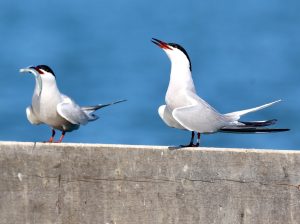Tern1