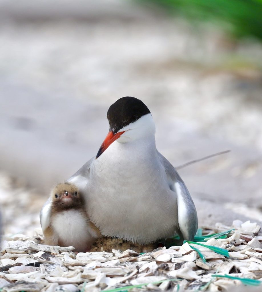 First Setback on the Tern Raft and a Surprise Visitor - Maryland ...