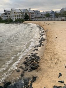 Hscs Spawning At Sunset 2 Carol Sottili
