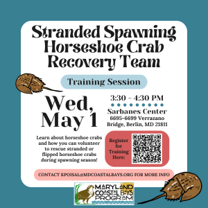 Stranded Spawning Horseshoe Crab Recovery Team (3)