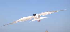 Returning Tern