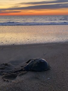 Oc Hsc Pcchris Krebs