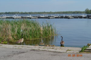 Goslings