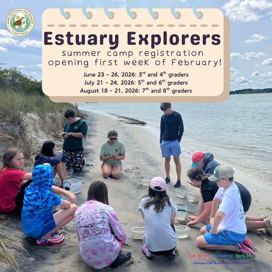 Estuary Explorers Estuary Explorers