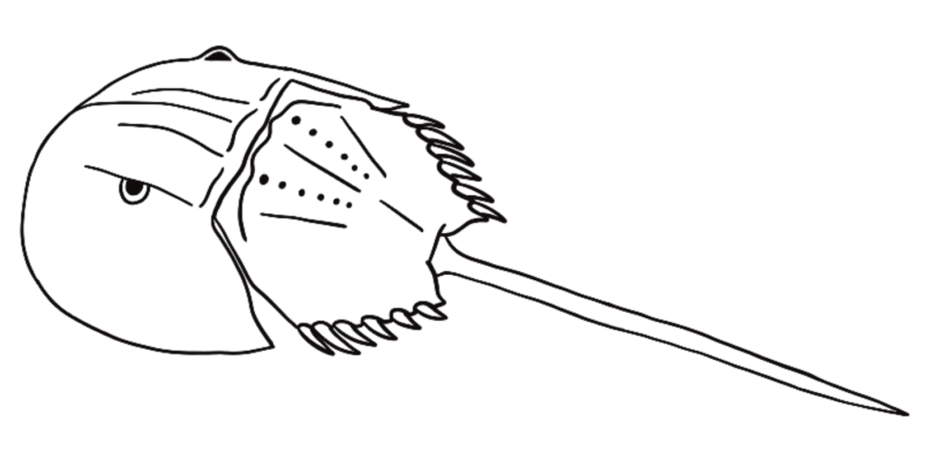 Horseshoe Crab E1771594826710