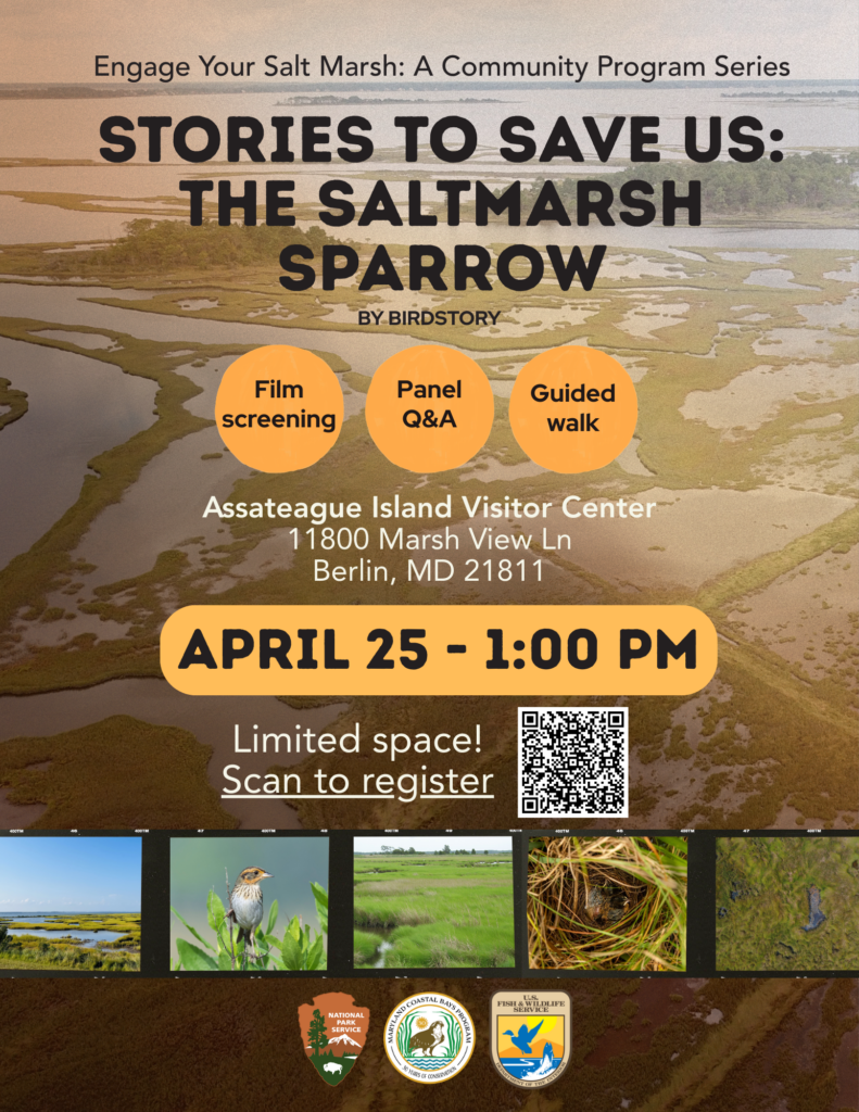 Stories to Save Us:The Saltmarsh Sparrow