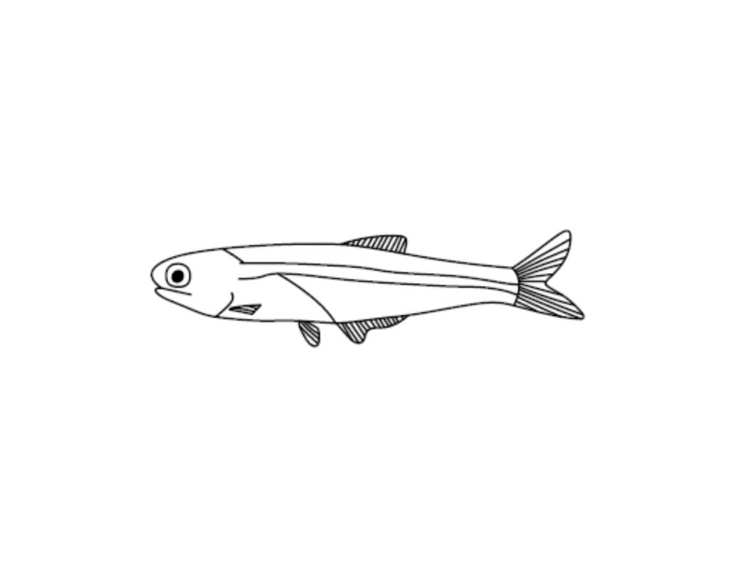 Anchovy